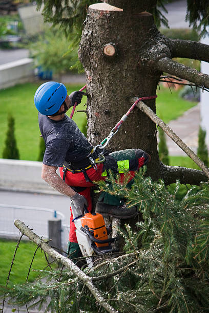 Best Tree Maintenance Programs  in St Cloud, FL