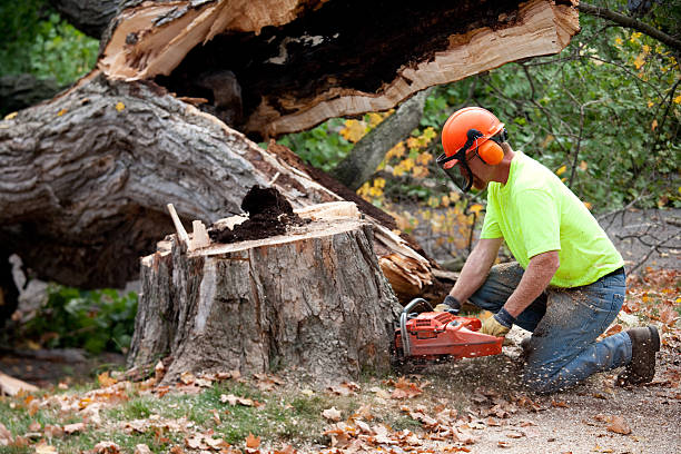 Trusted St Cloud, FL  Tree Services Experts